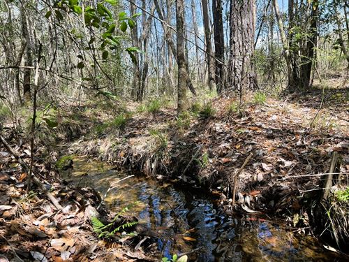 Sardis Church Road : Clayton : Barbour County : Alabama