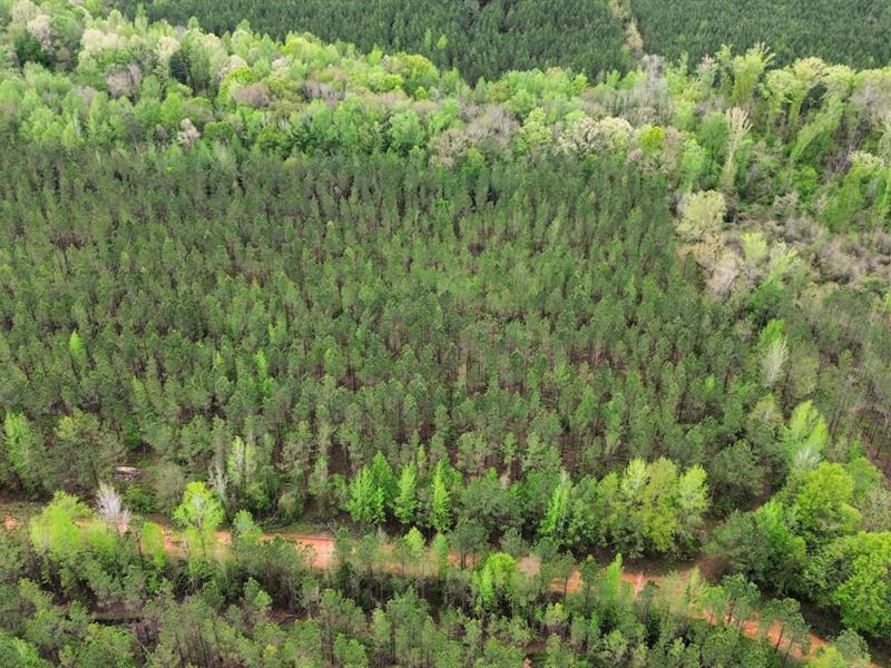 49 Acres Randolph County, GA : Cuthbert : Randolph County : Georgia