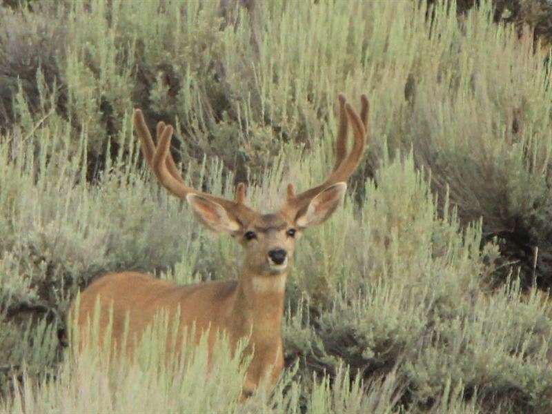 Stonebrush Ranch : Craig : Moffat County : Colorado