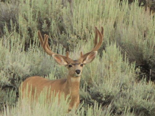 Stonebrush Ranch : Craig : Moffat County : Colorado