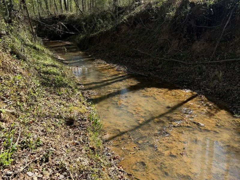 160 Acres in Winston County, MS : Louisville : Winston County : Mississippi