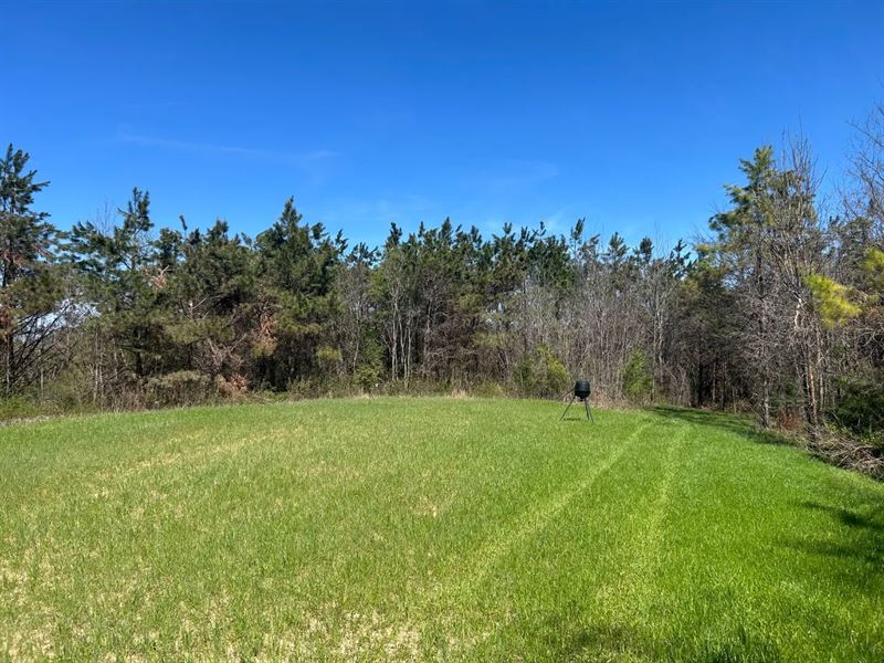 208 Acres in Union County, MS : Blue Springs : Union County : Mississippi