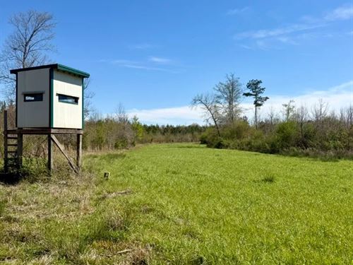 78 Acres in Choctaw County, MS : Mathiston : Choctaw County : Mississippi