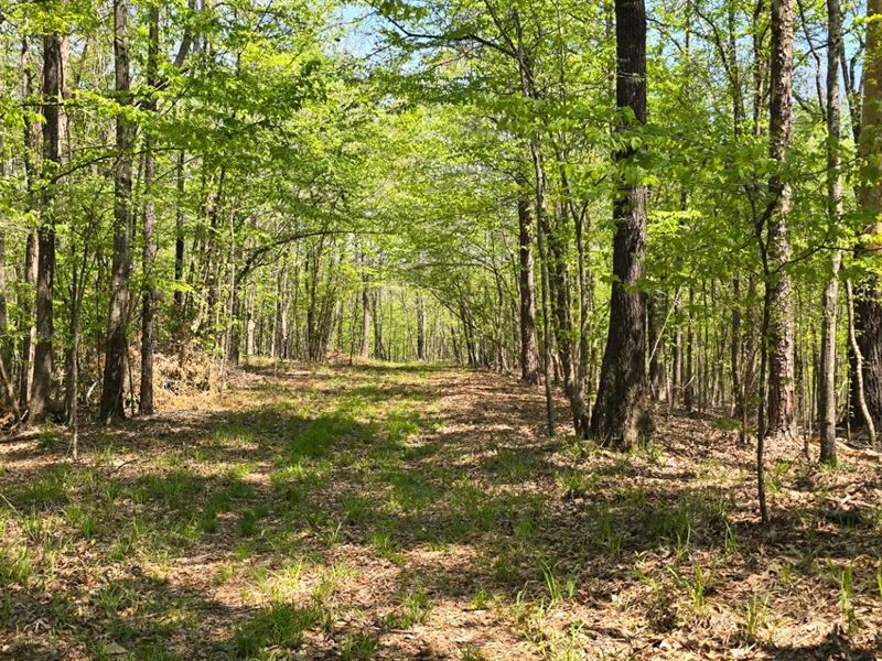 82 Acres in Carroll County, MS : Coila : Carroll County : Mississippi