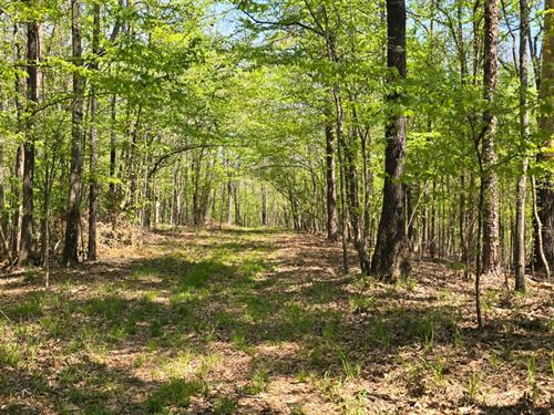 82 Acres in Carroll County, MS : Coila : Carroll County : Mississippi