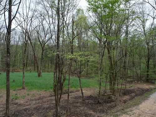Lane Spring Rd Getaway, 47 Acres : Cherokee : Colbert County : Alabama