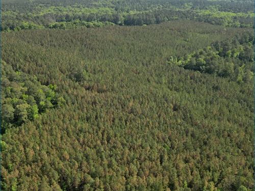 80 Acres in Choctaw County in Acker : Ackerman : Choctaw County : Mississippi