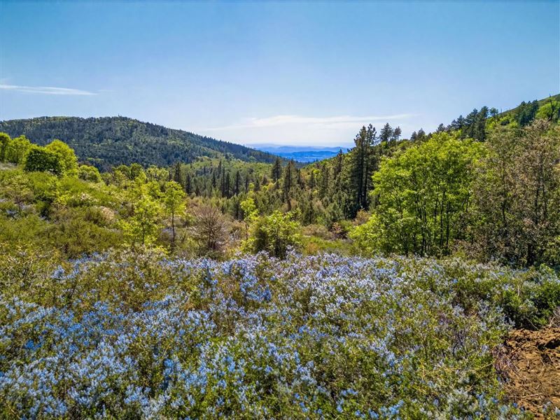 Palomar Panorama Ridge : Palomar Mountain : San Diego County : California