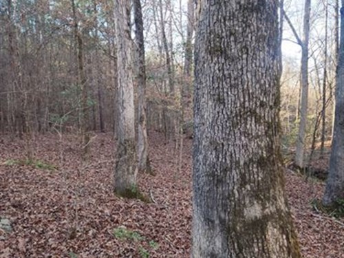 Tract 5 Fletcher Farms : Forsyth : Monroe County : Georgia