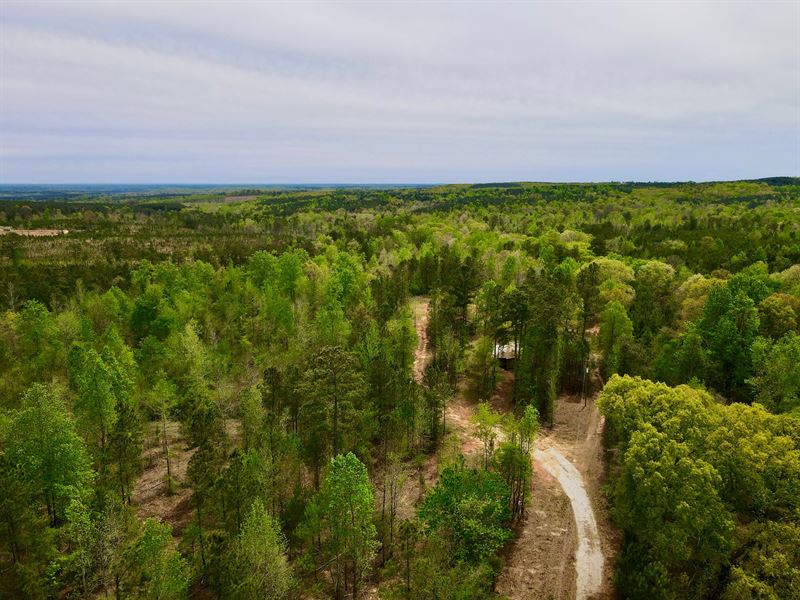 Big Springs Farm, 241 Acres : Woodland : Randolph County : Alabama
