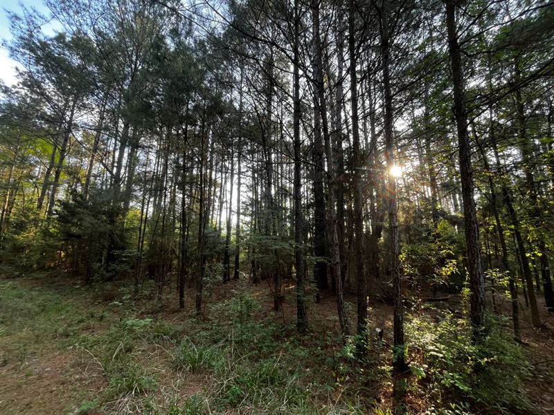 24 Acres in Union Parish, LA : Farmerville : Union Parish : Louisiana