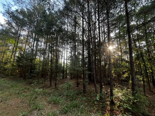 24 Acres in Union Parish, LA : Farmerville : Union Parish : Louisiana