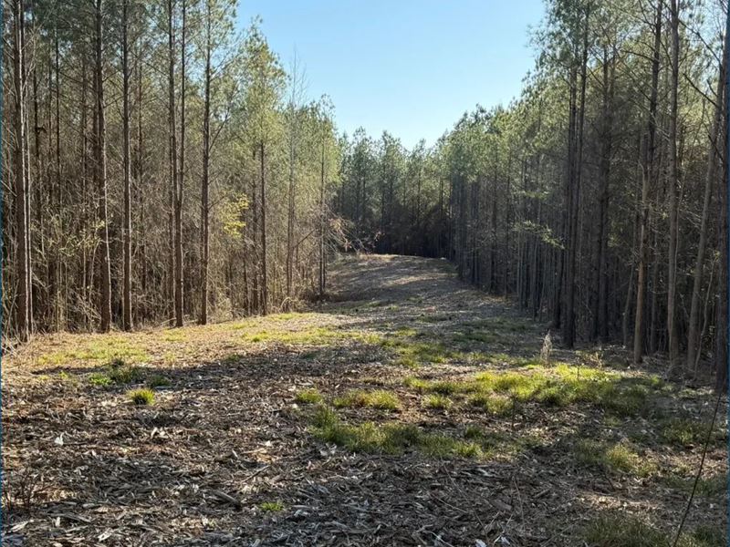 48.3 Acres in Attala County in Kosc : Kosciusko : Attala County : Mississippi