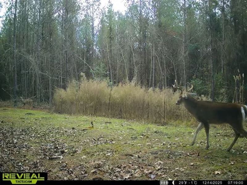 97 Acres in Attala County in Goodma : Goodman : Attala County : Mississippi