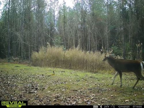 97 Acres in Attala County in Goodma : Goodman : Attala County : Mississippi