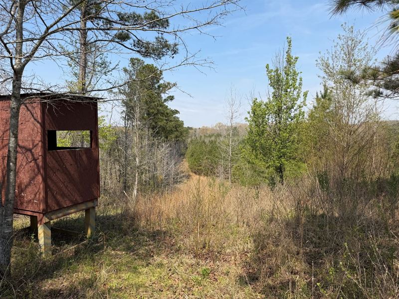 20 Acre Home/Small Recreational : Vernon : Lamar County : Alabama