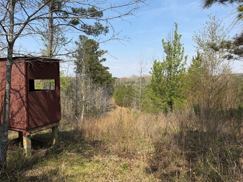 20 Acre Home/Small Recreational : Vernon : Lamar County : Alabama