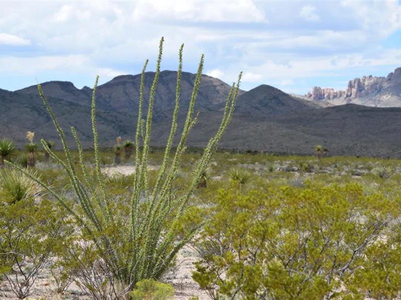Exceptional 20-Acre Property : Van Horn : Hudspeth County : Texas