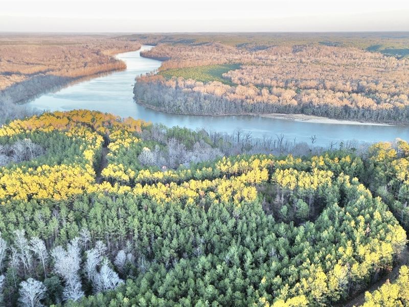 Morgan Bluff Hunting & Timber : Toxey : Choctaw County : Alabama