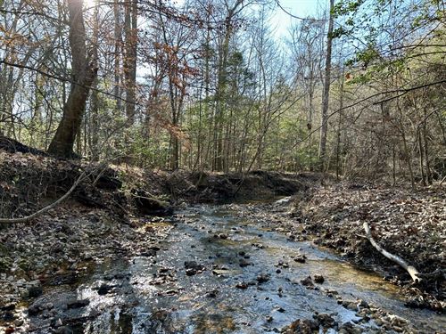 Copper Salt Creek Hunting & Timber : Toxey : Choctaw County : Alabama