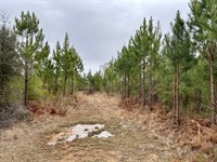 Butler Recreational & Timber Tract : Toxey : Choctaw County : Alabama