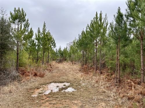 Butler Recreational & Timber Tract : Toxey : Choctaw County : Alabama