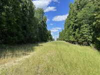 Pickett Creek Hunting Timber : Butler : Choctaw County : Alabama