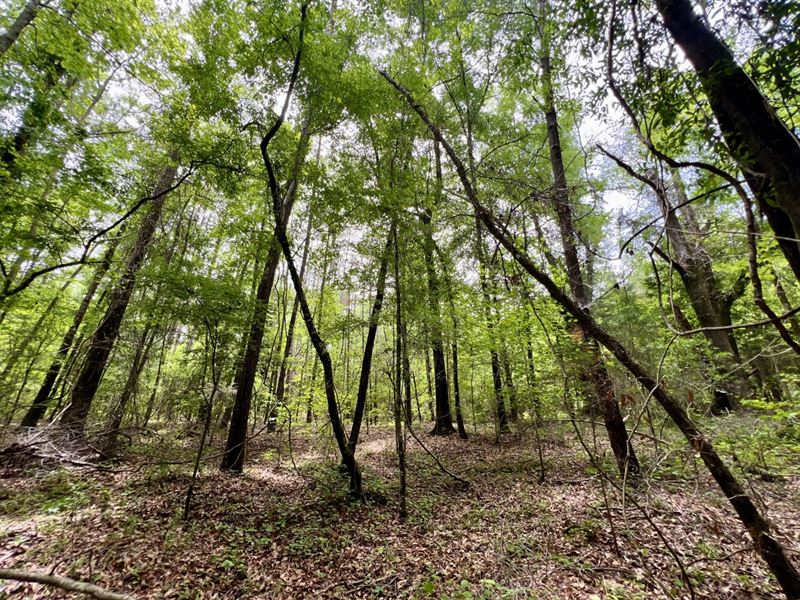 Grove Hill Whatley Bassett Creek : Whatley : Clarke County : Alabama