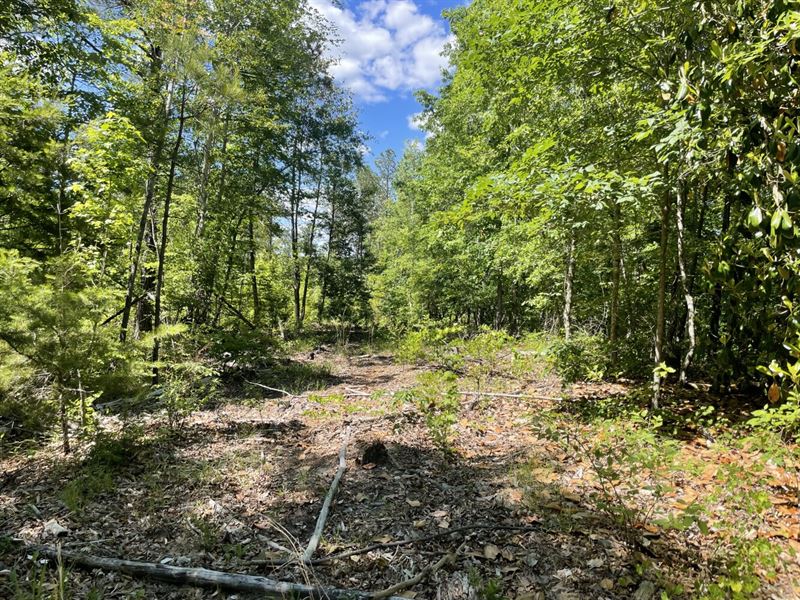 Pickett Creek Hunting Timber : Butler : Choctaw County : Alabama