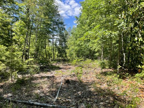 Pickett Creek Hunting Timber : Butler : Choctaw County : Alabama