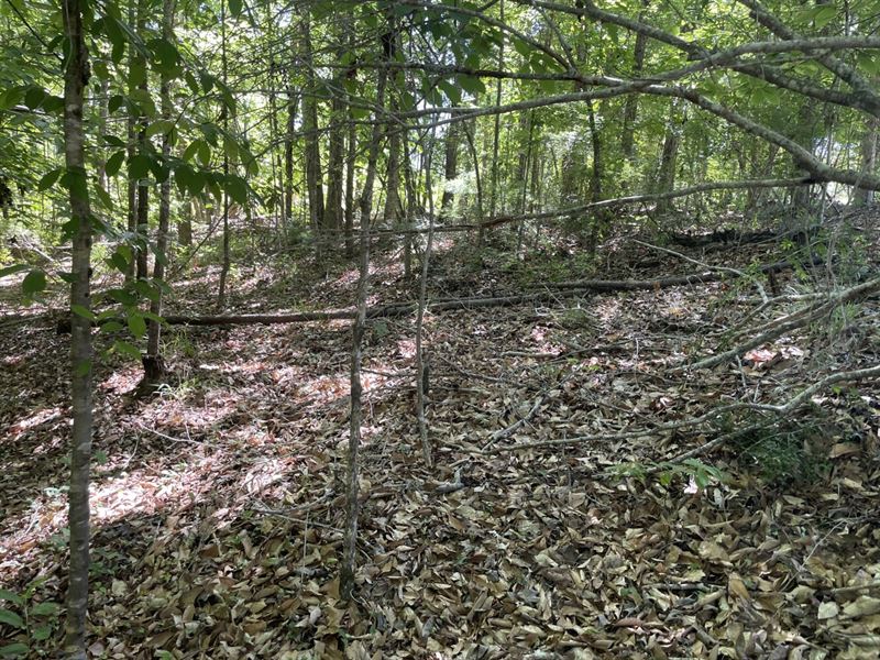 Pickett Creek North Hunting Timber : Butler : Choctaw County : Alabama