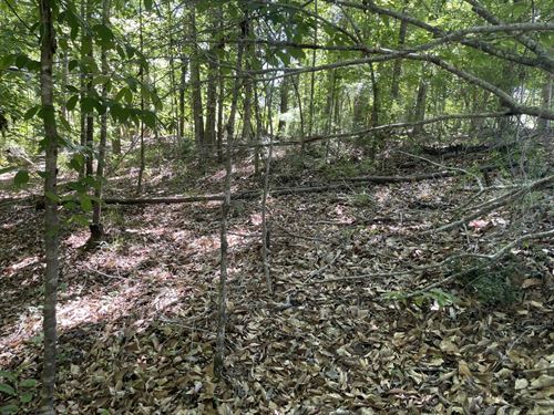 Pickett Creek North Hunting Timber : Butler : Choctaw County : Alabama