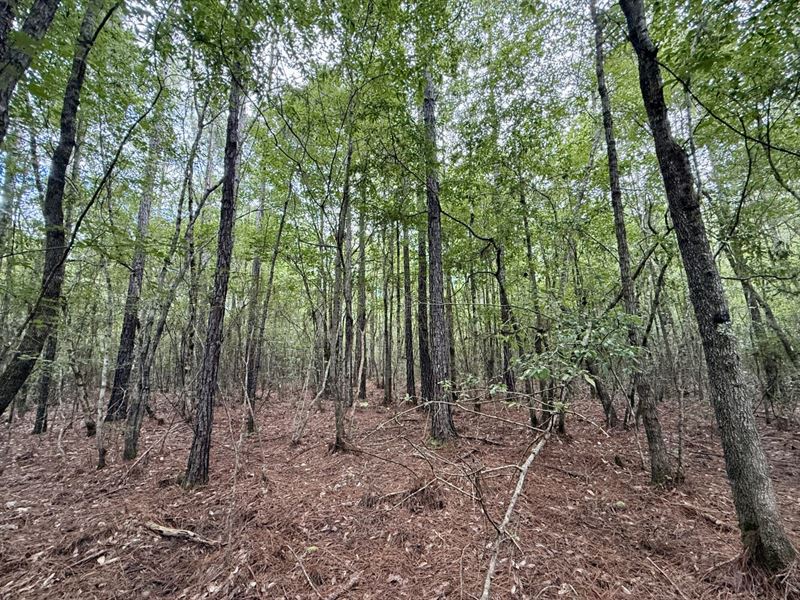 Rabun Stage Stand Branch Hunting : Perdido : Baldwin County : Alabama