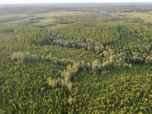 Avera Picayune Creek Timber : Leakesville : Greene County : Mississippi