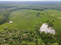 Picayune Creek Avera Timber : Neely : Greene County : Mississippi