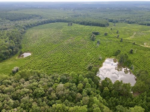 Picayune Creek Avera Timber : Neely : Greene County : Mississippi