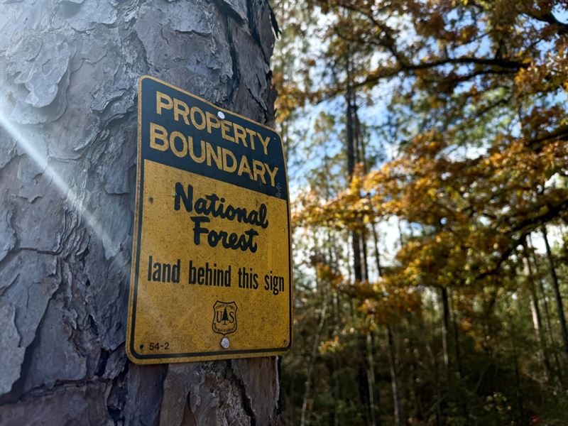 Desoto National Forest Hunting : Beaumont : Perry County : Mississippi