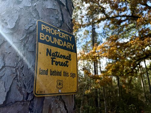 Desoto National Forest Hunting : Beaumont : Perry County : Mississippi