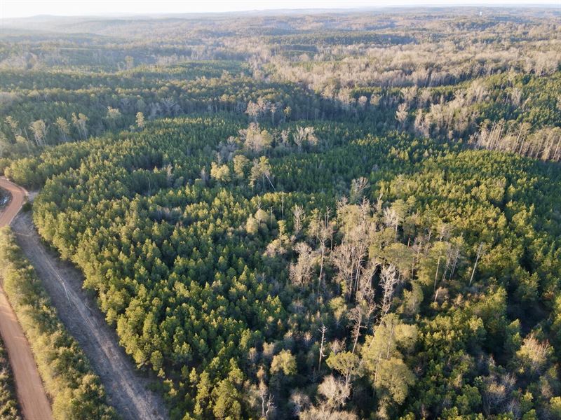 Whatley Homesite & Timber : Whatley : Clarke County : Alabama