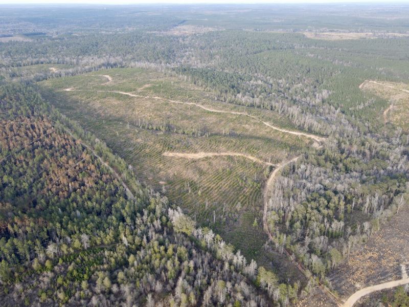 The Rockville Sand Hill Creek Tract : Rockville : Clarke County : Alabama