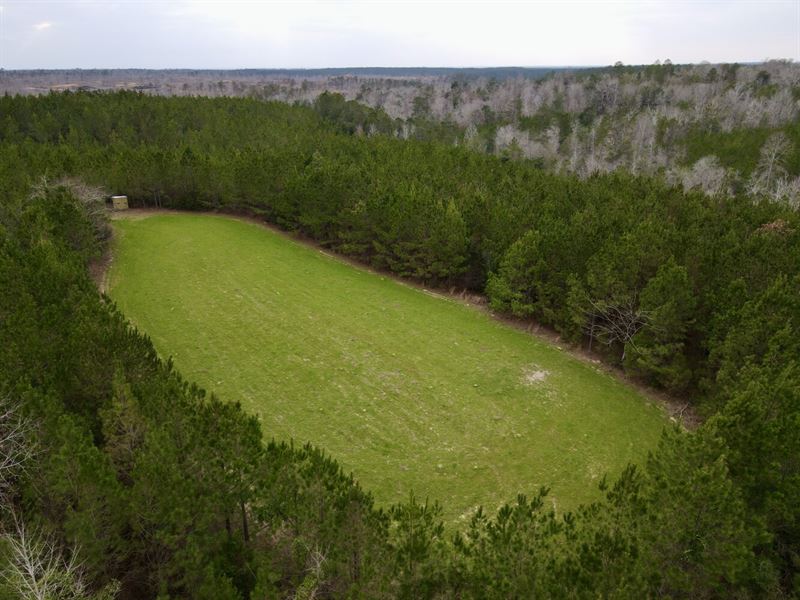 The Cunningham Turkey Creek Tract : Coffeeville : Clarke County : Alabama