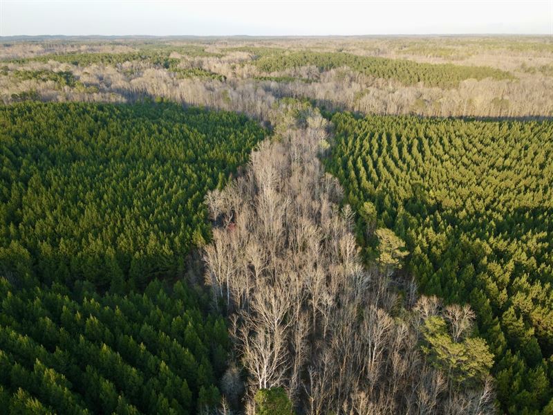 Braggs Black Belt Haynes Creek : Minter : Lowndes County : Alabama