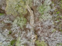 Nichols Creek CR 15 Tract : Sweet Water : Marengo County : Alabama