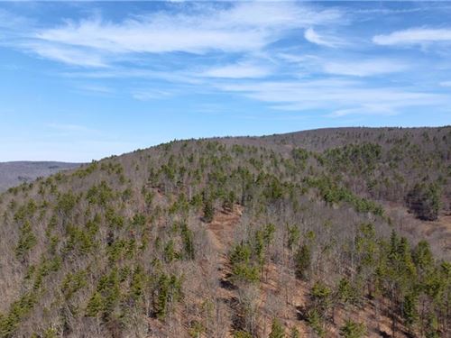 295 Acres of Private Wooded Land : Fulton : Schoharie County : New York