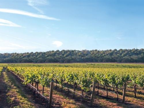 Natali Vineyard & Winery : Cape May Court House : Cape May County : New Jersey