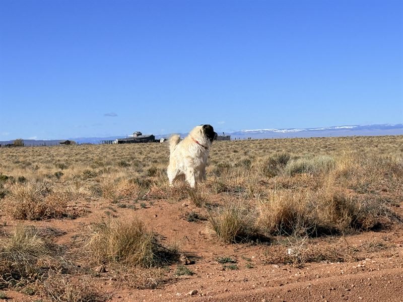 Own 5 Acres Blanca CO 189 MO : Blanca : Costilla County : Colorado