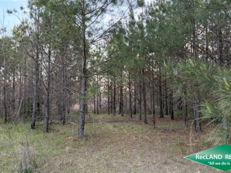 38.7 ac, Pine Timberland : Shongaloo : Webster Parish : Louisiana