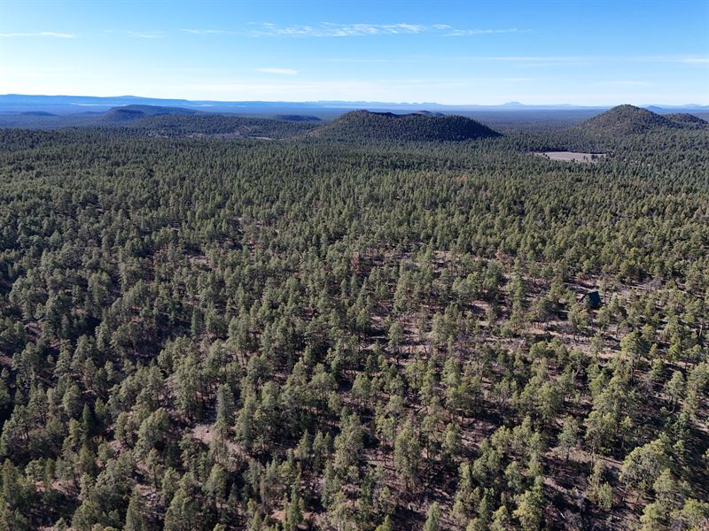 Private Pine Retreat in Grants : Grants : Cibola County : New Mexico