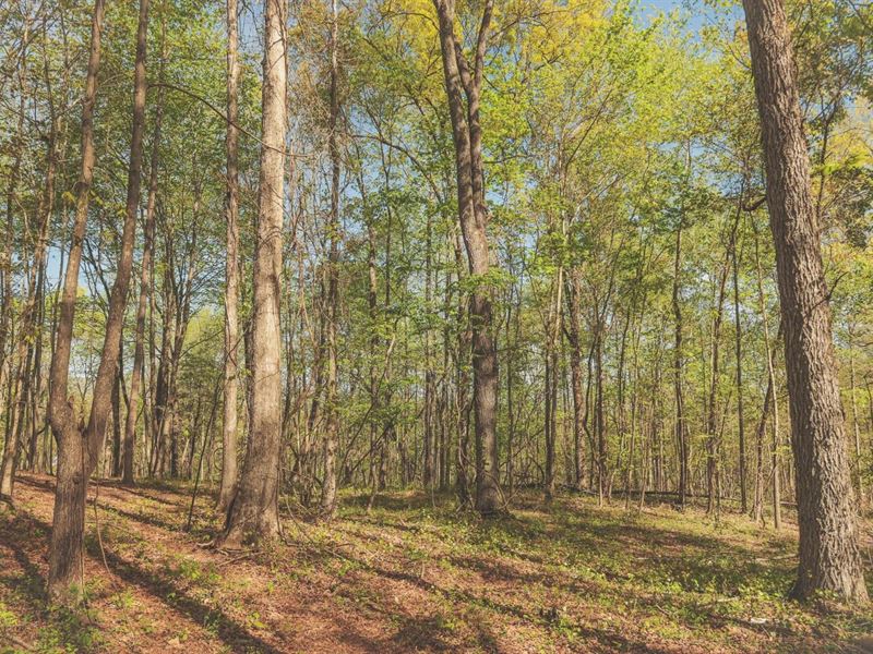 10 Acres in Rhea County, TN : Spring City : Rhea County : Tennessee