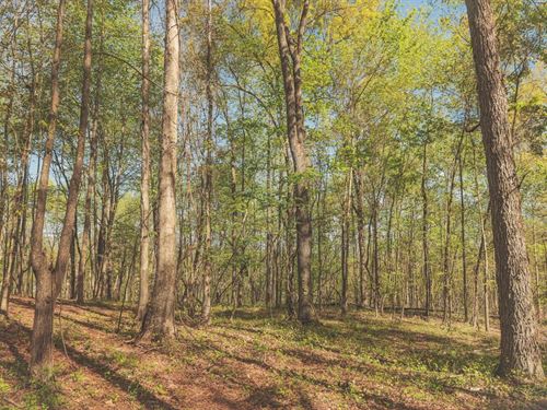 10 Acres in Rhea County, TN : Spring City : Rhea County : Tennessee